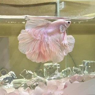 泰国斗鱼仙女款半月纯白超美斗鱼懒人网红宠物热带观赏鱼好养耐活-阿里巴巴