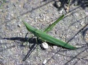 中华剑角蝗2 中华剑角蝗2