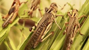 东亚飞蝗2 东亚飞蝗2