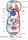 完全双循环血液流动示意图