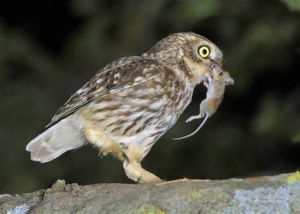 纵纹腹小鸮捕食 纵纹腹小鸮捕食