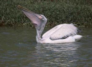 捕食的卷羽鹈鹕