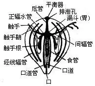 栉水母内部结构 栉水母内部结构