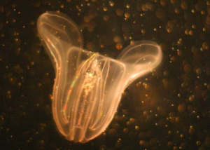 栉水母 栉水母
