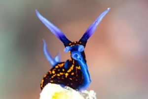 海蛞蝓 海蛞蝓