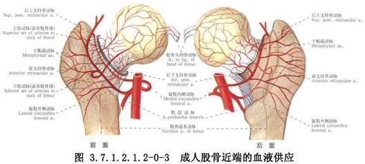 股骨颈解剖示意