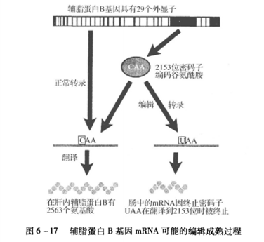 RNA编辑
