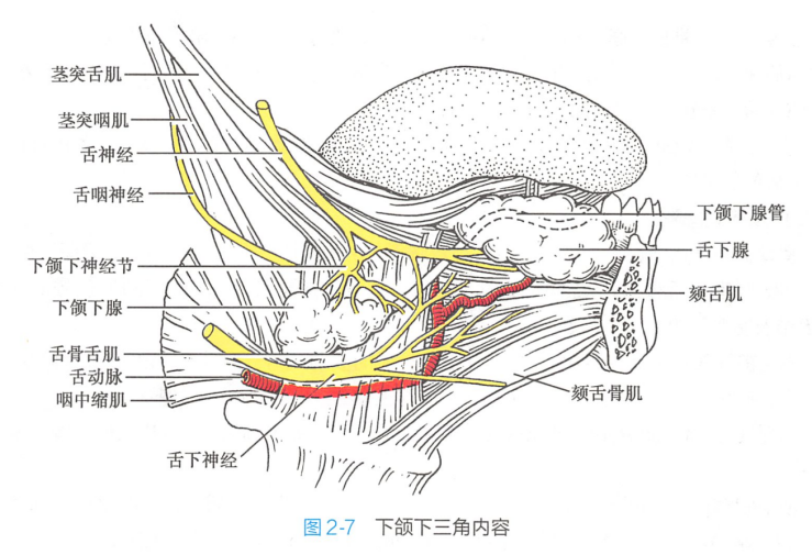 下颌下三角