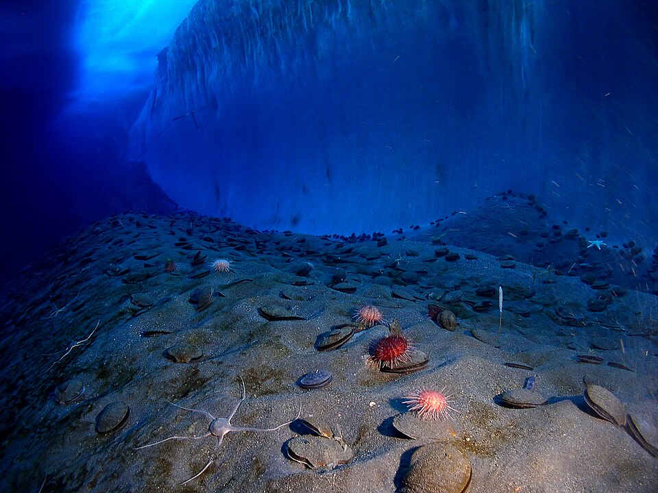 中型浮游生物