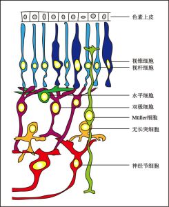 视网膜内细胞组成(徐佰杰 绘制) 视网膜内细胞组成(徐佰杰 绘制)