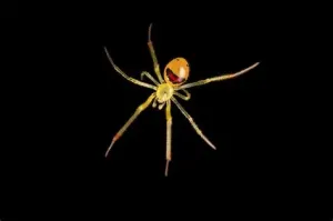 Theridion grallator Theridion grallator