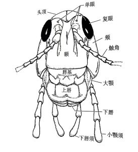 咀嚼式口器