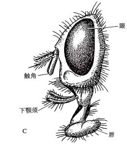 舐吸式口器