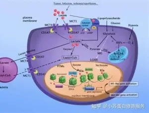 蛋白质乳酸化修饰位点鉴定
