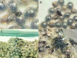 A:雄蜂撕咬卵壳; B:雄蜂羽化; C: 雄蜂等待雌蜂羽化; D: 雄蜂求偶雌蜂 A:雄蜂撕咬卵壳; B:雄蜂羽化; C: 雄蜂等待雌蜂羽化; D: 雄蜂求偶雌蜂