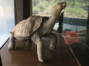 孤独的乔治