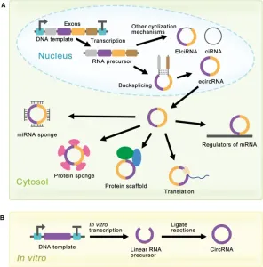 Emerging&nbsp;Role&nbsp;of&nbsp;Circular&nbsp;RNA