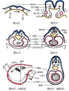 围心腺随时间生长结构变化 围心腺随时间生长结构变化