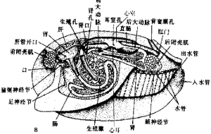 河蚌的解剖照片 河蚌的解剖照片