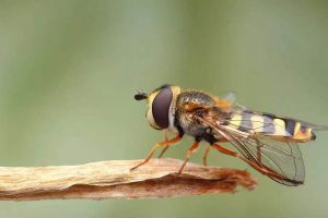 食蚜蝇/黄蜂（贝氏拟态）