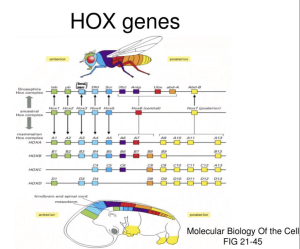 Hox&nbsp;gene