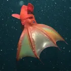吸血乌贼照片