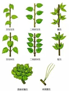 同种植物的不同叶形