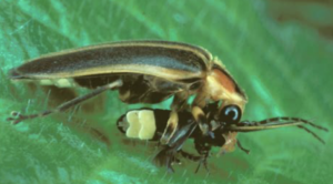 Photuris&nbsp;属雌性萤火虫捕食&nbsp;Photinus&nbsp;属雄性萤火虫