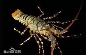 锦绣龙虾
