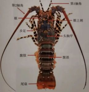 锦绣龙虾身体结构图