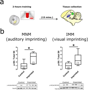 Experience-dependent activation of mTORC1 Experience-dependent activation of mTORC1