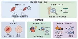 死亡组学分支与应用场景总览