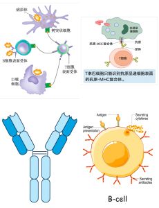 免疫调节图