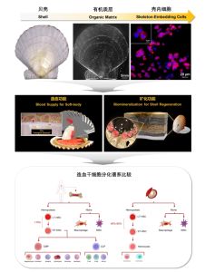 贝类造血干细胞巢的发现及功能系统解析