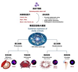 骨骼干细胞巢的重大演化创新与寒武纪动物大爆发成因新学说 骨骼干细胞巢的重大演化创新与寒武纪动物大爆发成因新学说