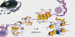 植物跨代表观遗传记忆的表型对比图