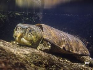 平胸龟 平胸龟