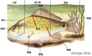 鱼类侧线