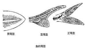 尾型