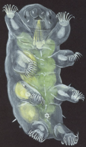 水熊虫 水熊虫