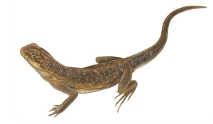 Ctenophora Ctenophora