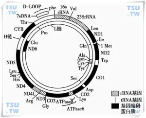 人类线粒体 DNA 基因图谱