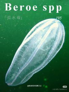 形态 形态
