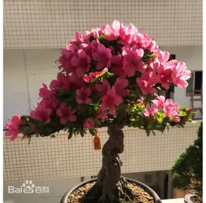 皋月杜鹃(矮高位芽植物)照片 皋月杜鹃(矮高位芽植物)照片