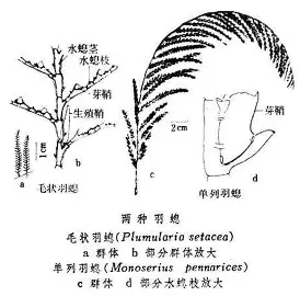 结构图
