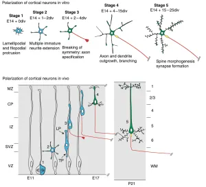 Axon development Axon development