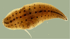 水蛭 水蛭