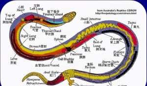 结构图 结构图