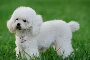 贵宾犬 贵宾犬