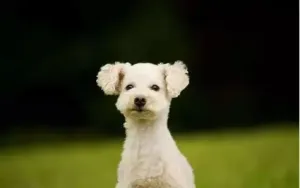 贵宾犬 贵宾犬